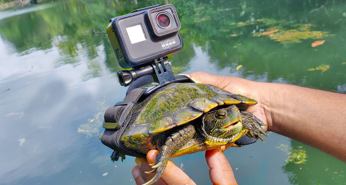 কচ্ছপের শরীরে ক্যামেরা