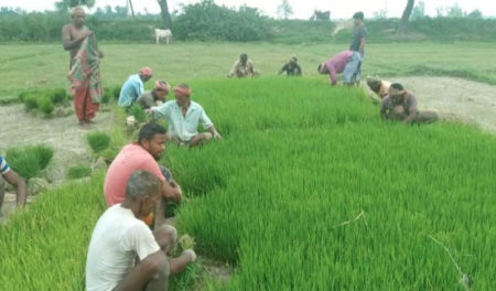 বীজতলা উত্তোলনে ব্যস্ত আমন চাষিরা