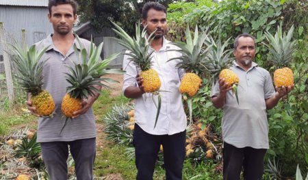 মধুপুরের আনারস চাষিরা ‘এমডি-২’ নিয়ে দেখছে স্বপ্ন