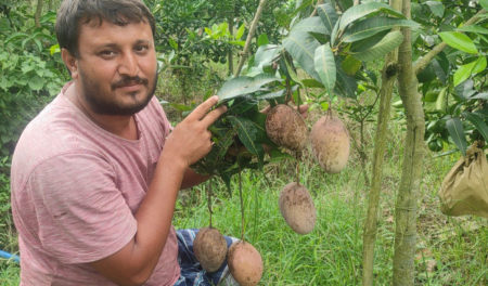 মাসুদের জীবন বদলে দিয়েছে শখের আম বাগান