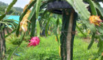 ড্রাগন ফল