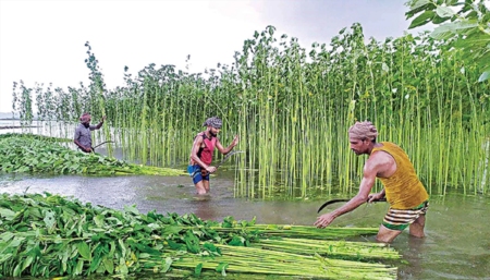 পাট