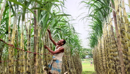 ফরিদ মিয়া সাফল্য পেয়েছে আখ চাষে