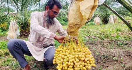 মরুভূমির খেজুর