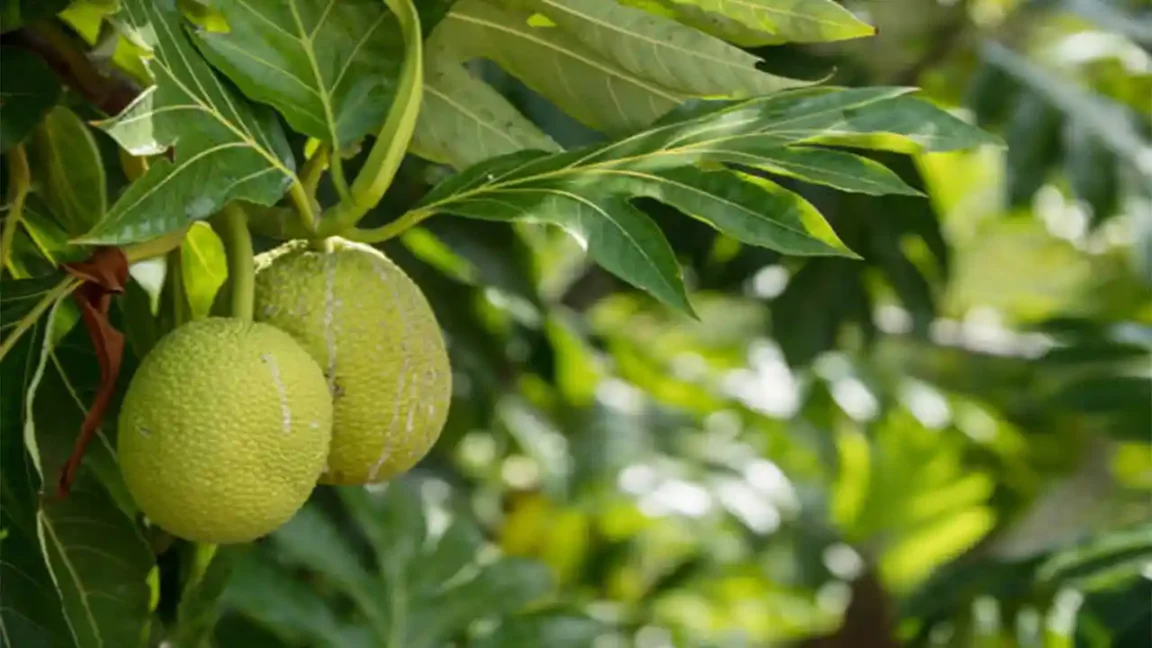 রুটি ফল Moracea