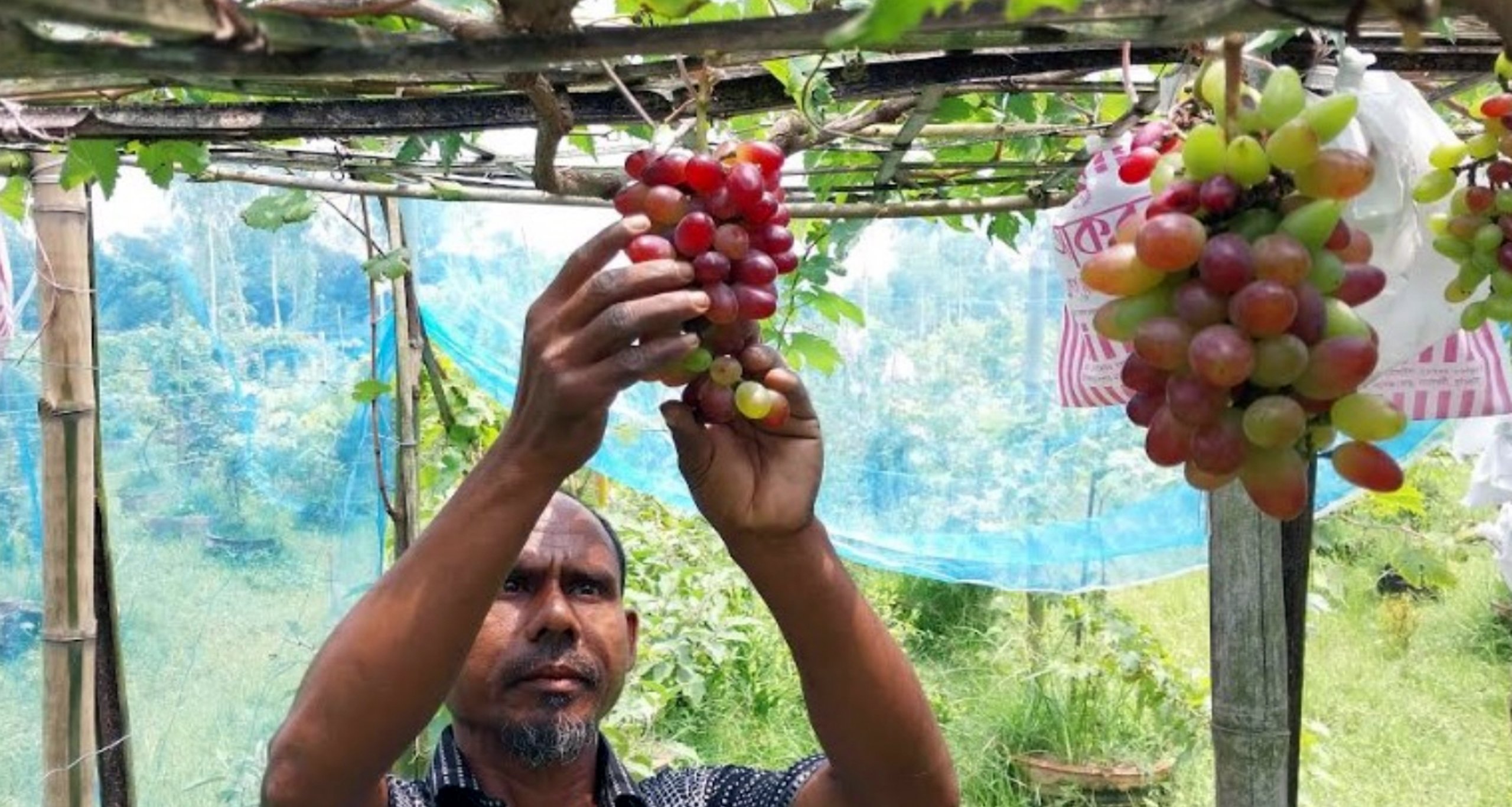 লাল রঙের আঙ্গুর