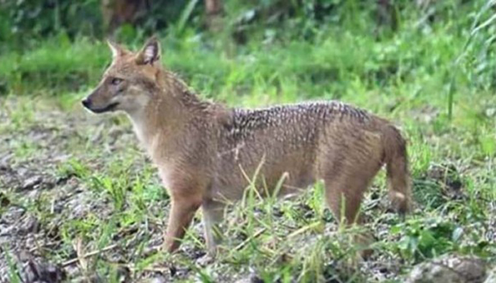 শিয়াল