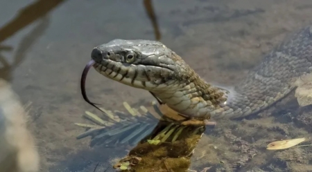 পৃথিবীর সবচেয়ে বড় সাপ