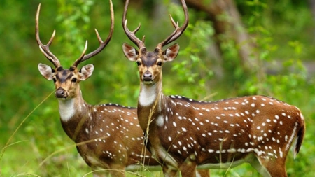 হরিণ যাওয়া