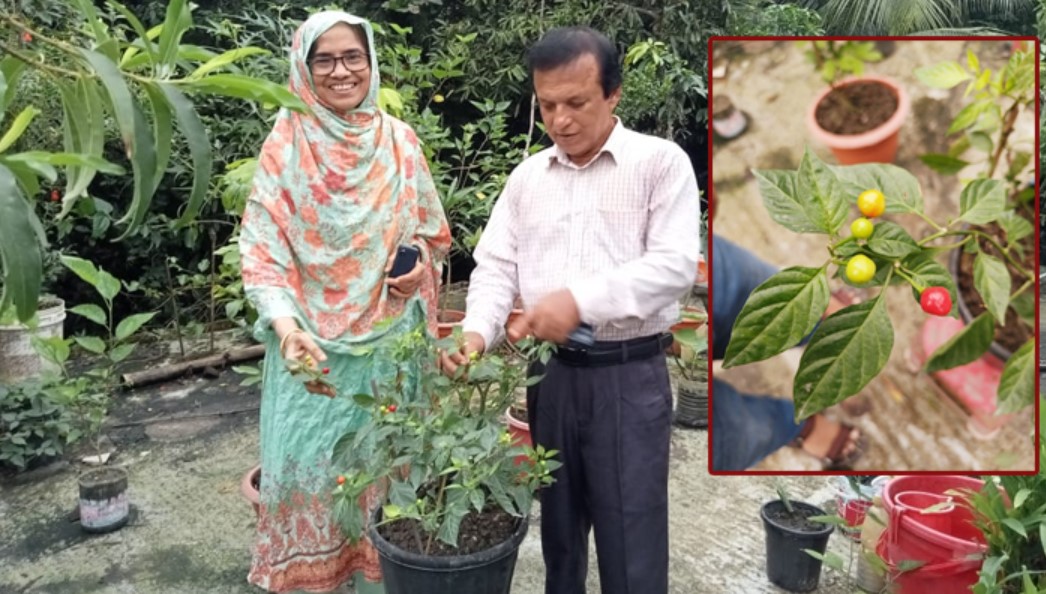 ছাদবাগানে উৎপাদন হচ্ছে কেজি ২৮ লাখ টাকার মরিচ