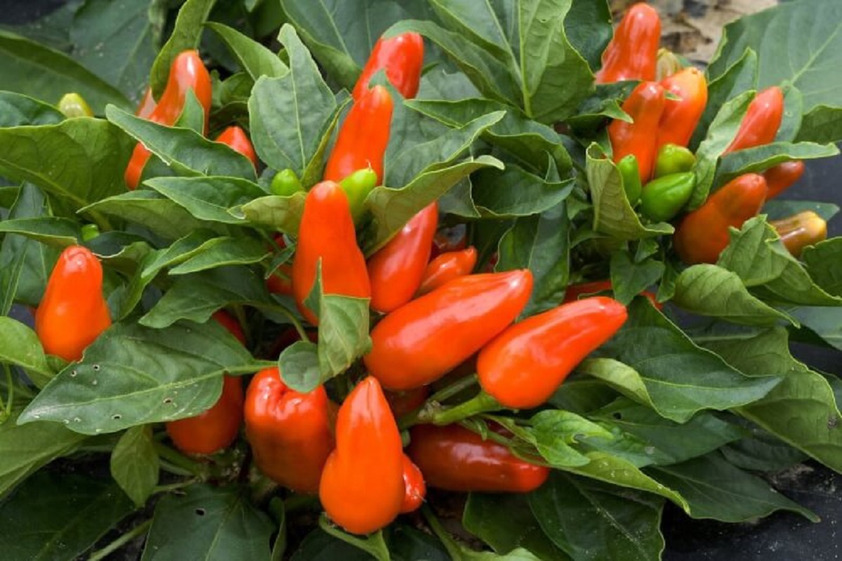 Ornamental Pepper