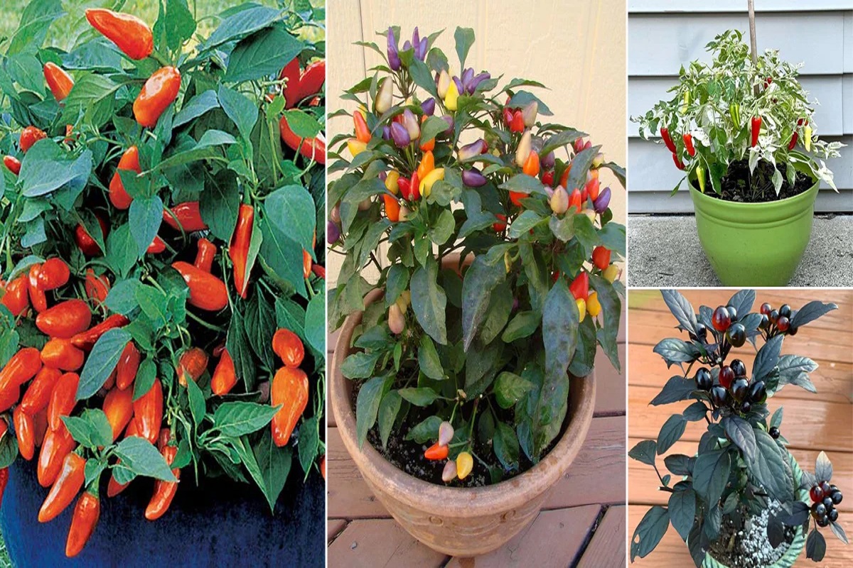 Types of Ornamental Peppers 