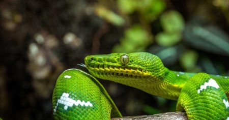 Emerald Tree Boa