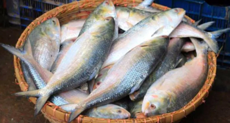 Ilish