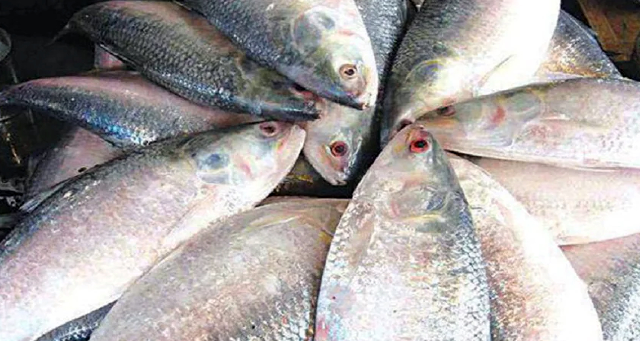 Ilish