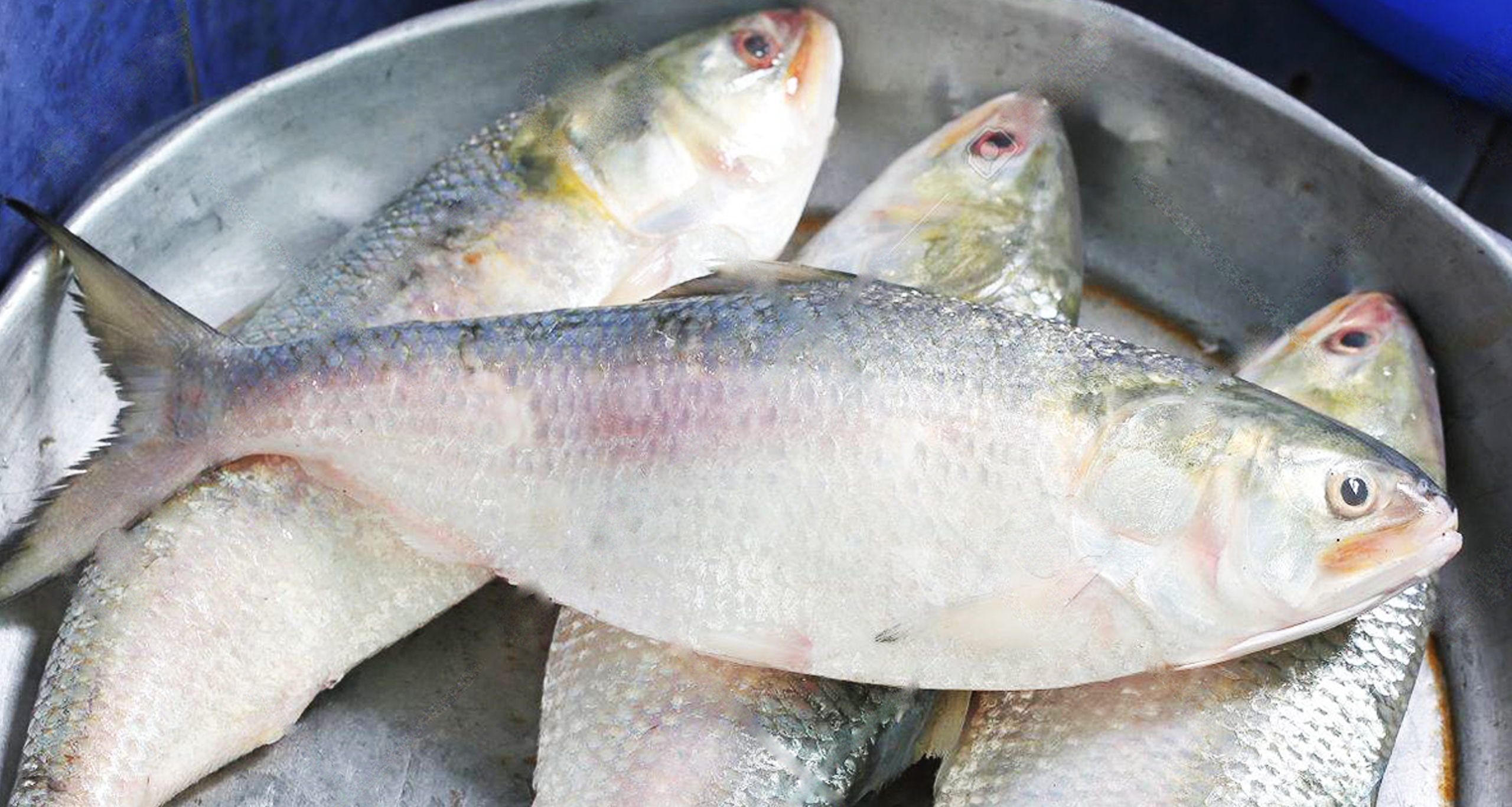 Ilish Fish