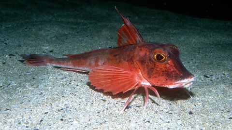 The Red Gurnard