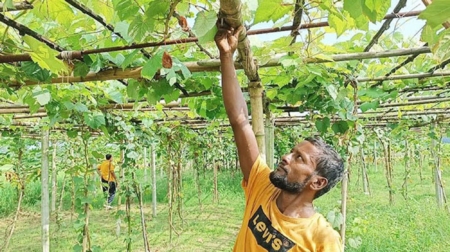 আঙ্গুর চাষ