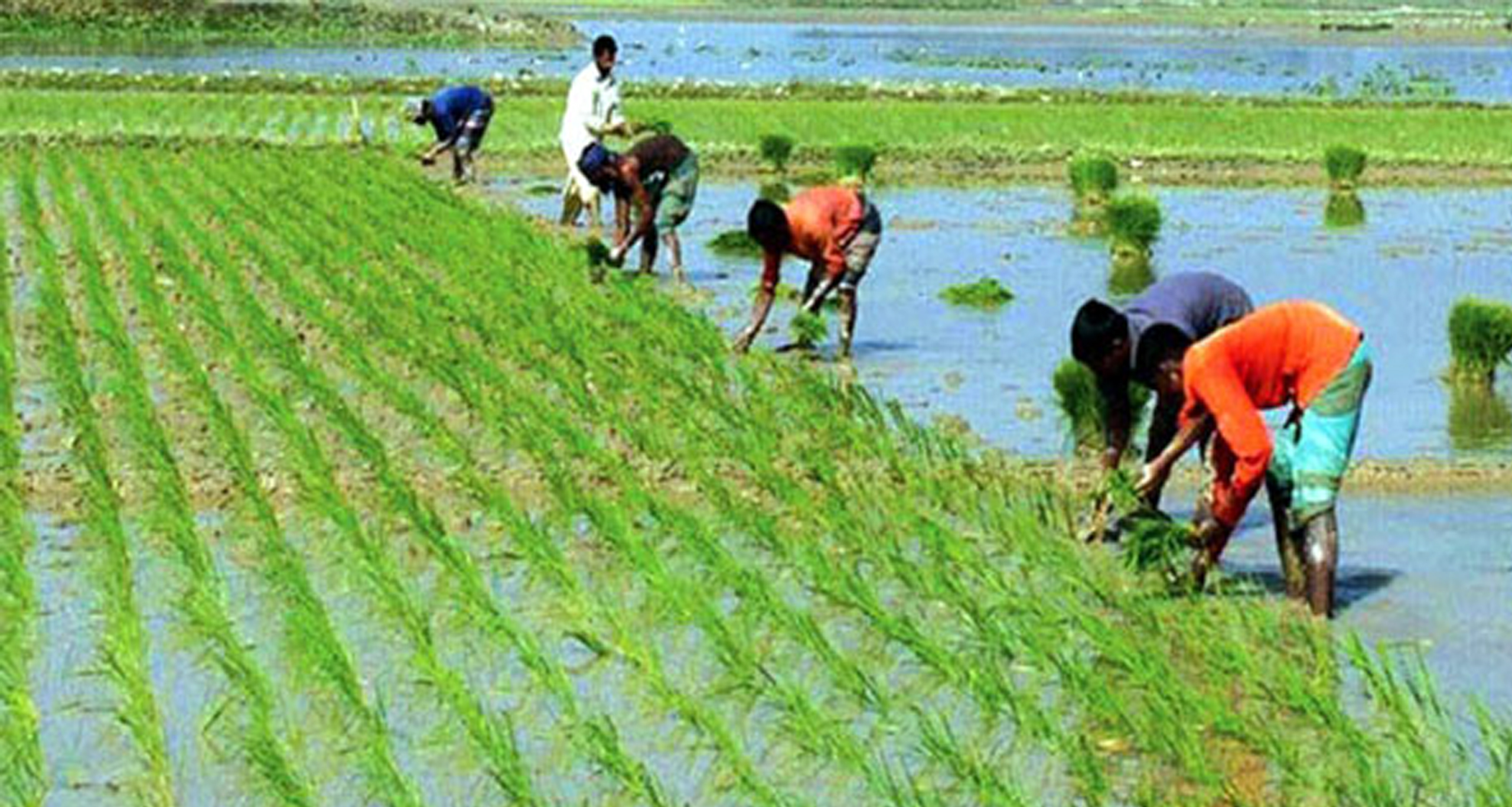 আমন ধান চাষ