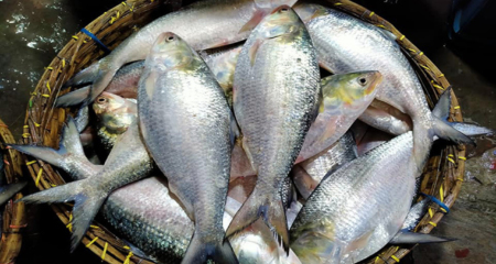 ইলিশ