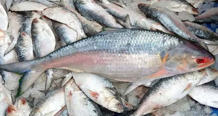 ইলিশ মাছ