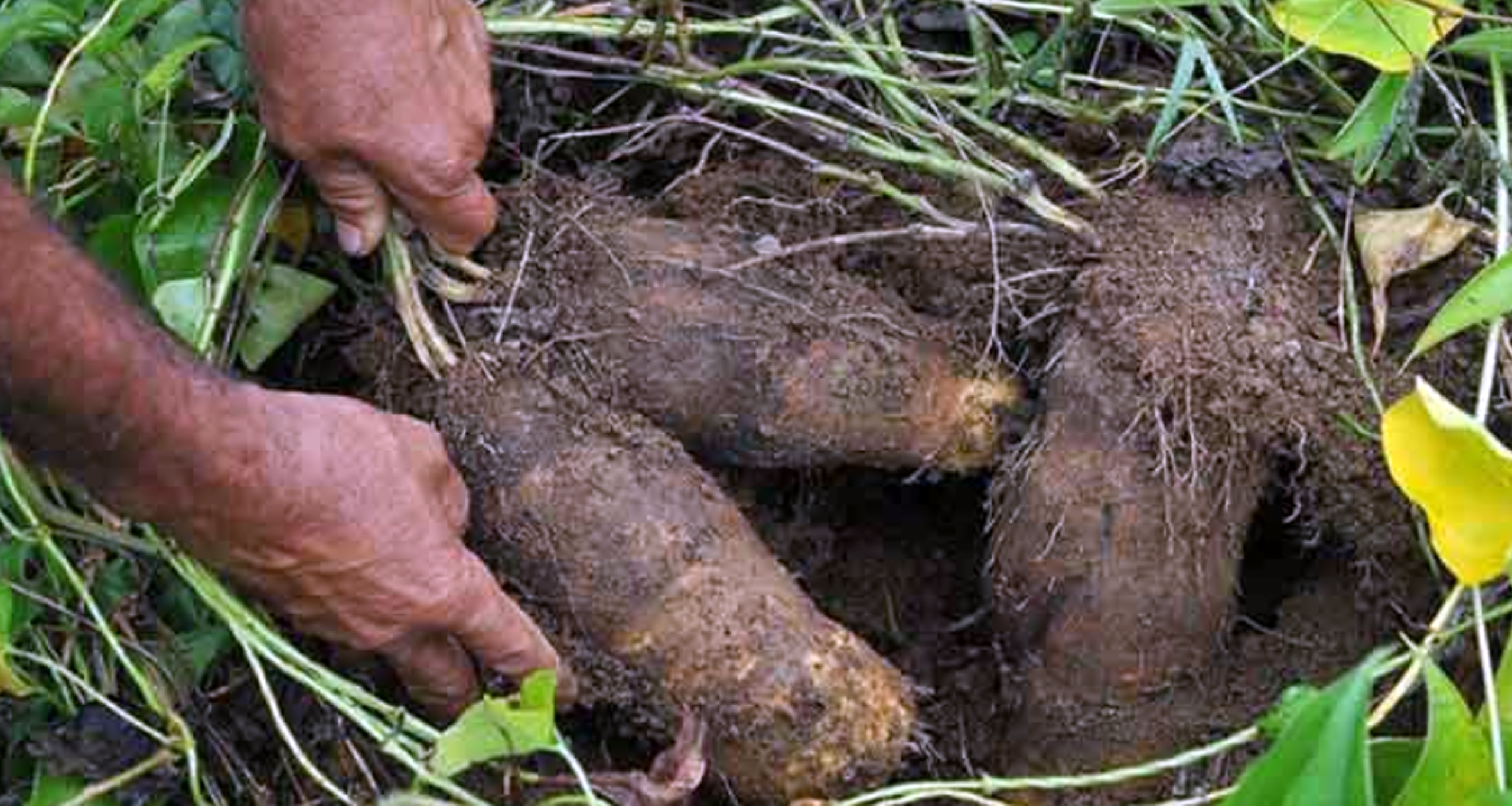 গাছ আলুর চাষ