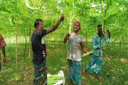 চিচিঙ্গা চাষে স্বাবলম্বী চাষিরা