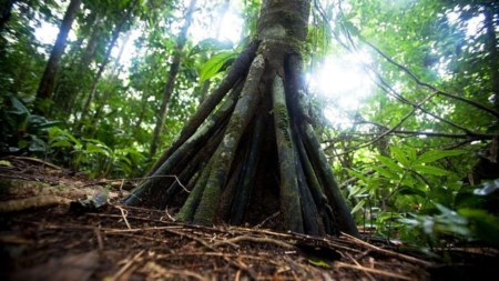 জঙ্গলের গাছ