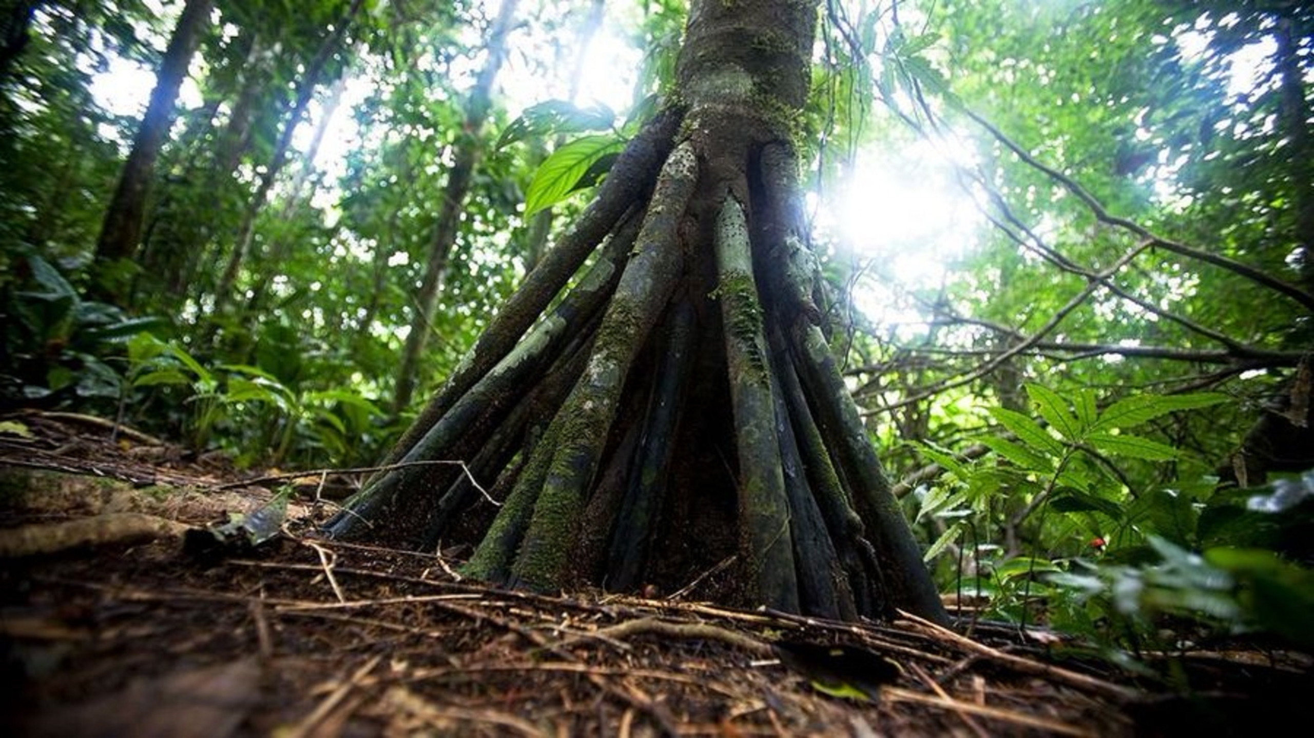 জঙ্গলের গাছ 