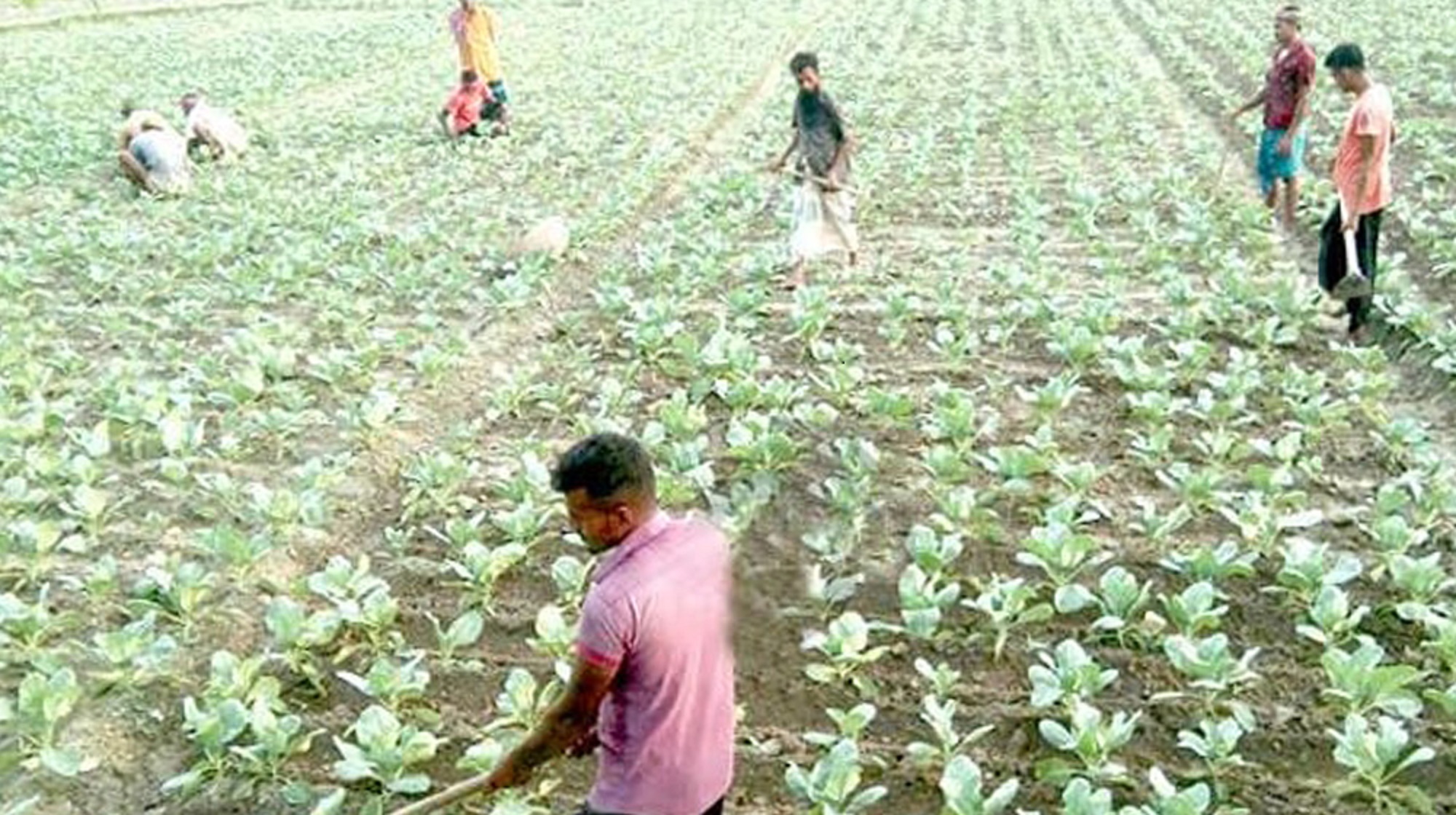 ফুলকপি চাষের ধুম