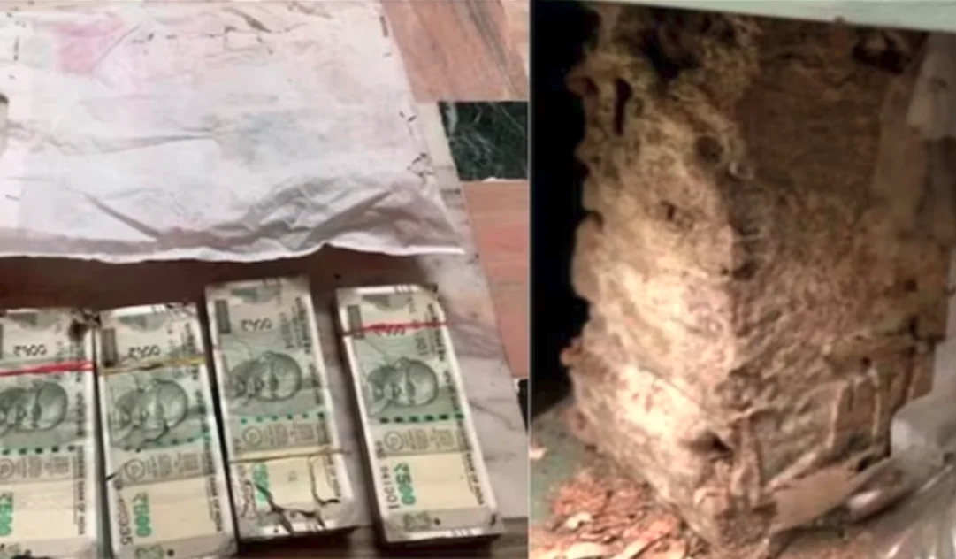 ব্যাংকের লকারে রাখা ১৮ লাখ টাকা খেল উইপোকায়