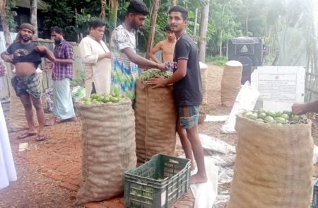 সারাদেশে যাচ্ছে ঝালকাঠির আমড়া