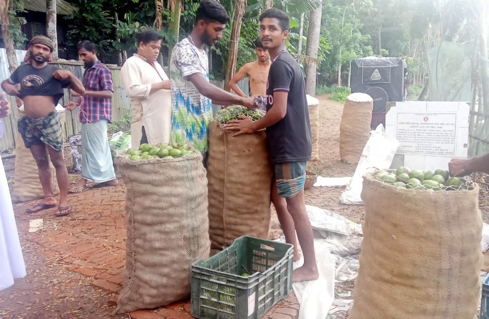 সারাদেশে যাচ্ছে ঝালকাঠির আমড়া 