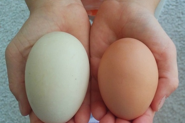 হাঁস নাকি মুরগির ডিম