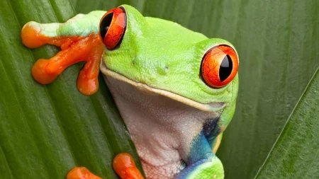 Black-eyed Leaf Frog