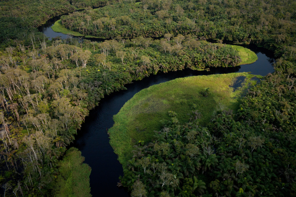 Congo rainforest