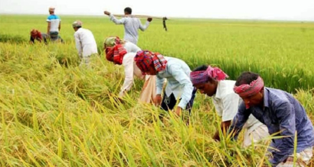 আমন ধান