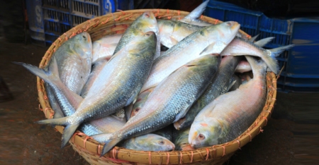 ইলিশ মাছ