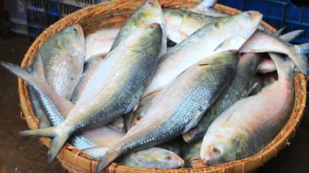 ইলিশ রপ্তানি