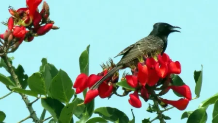 কৃষ্ণচূড়া গাছে পাখি