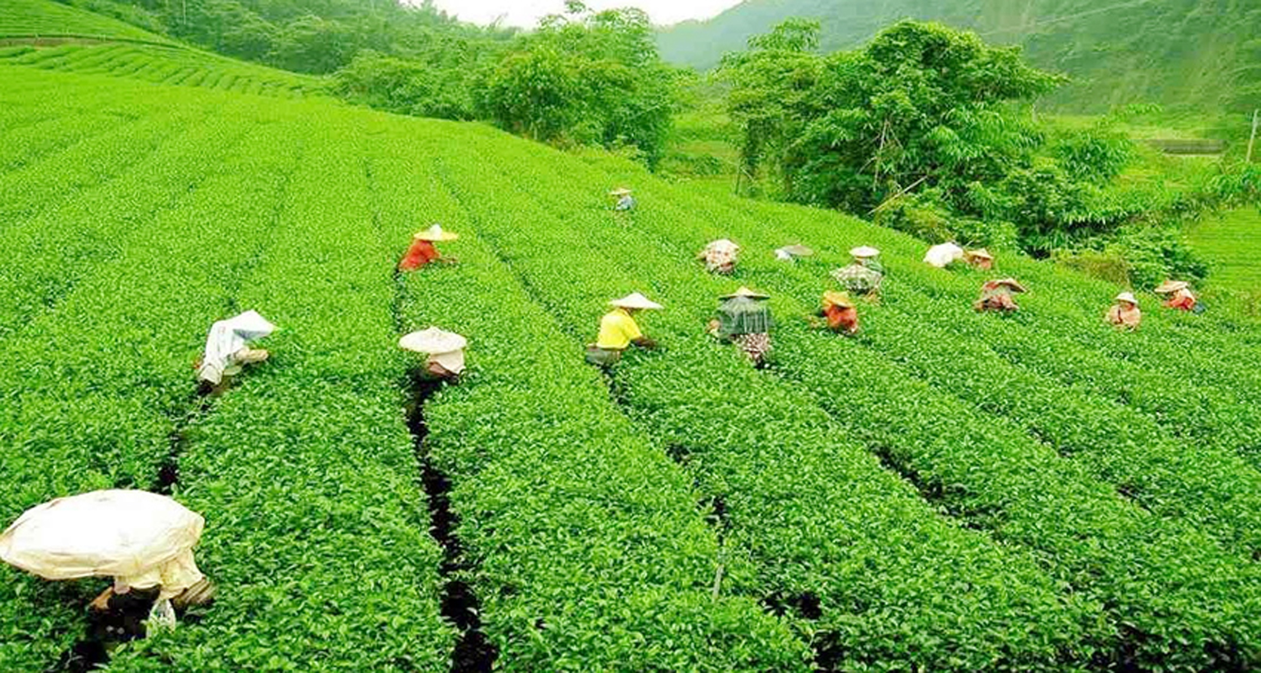 চা উৎপাদন
