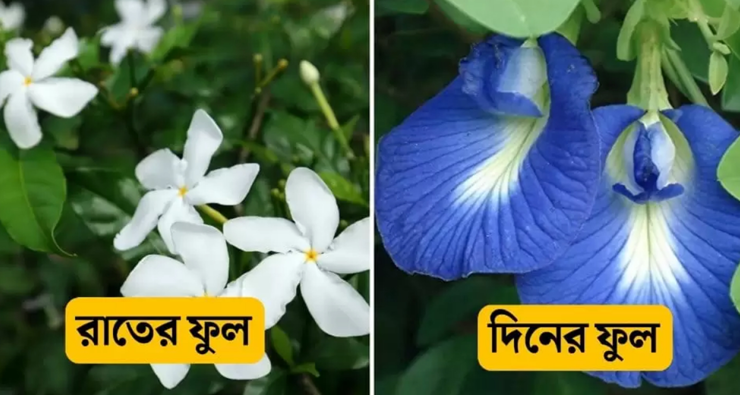 রঙিন ফুল