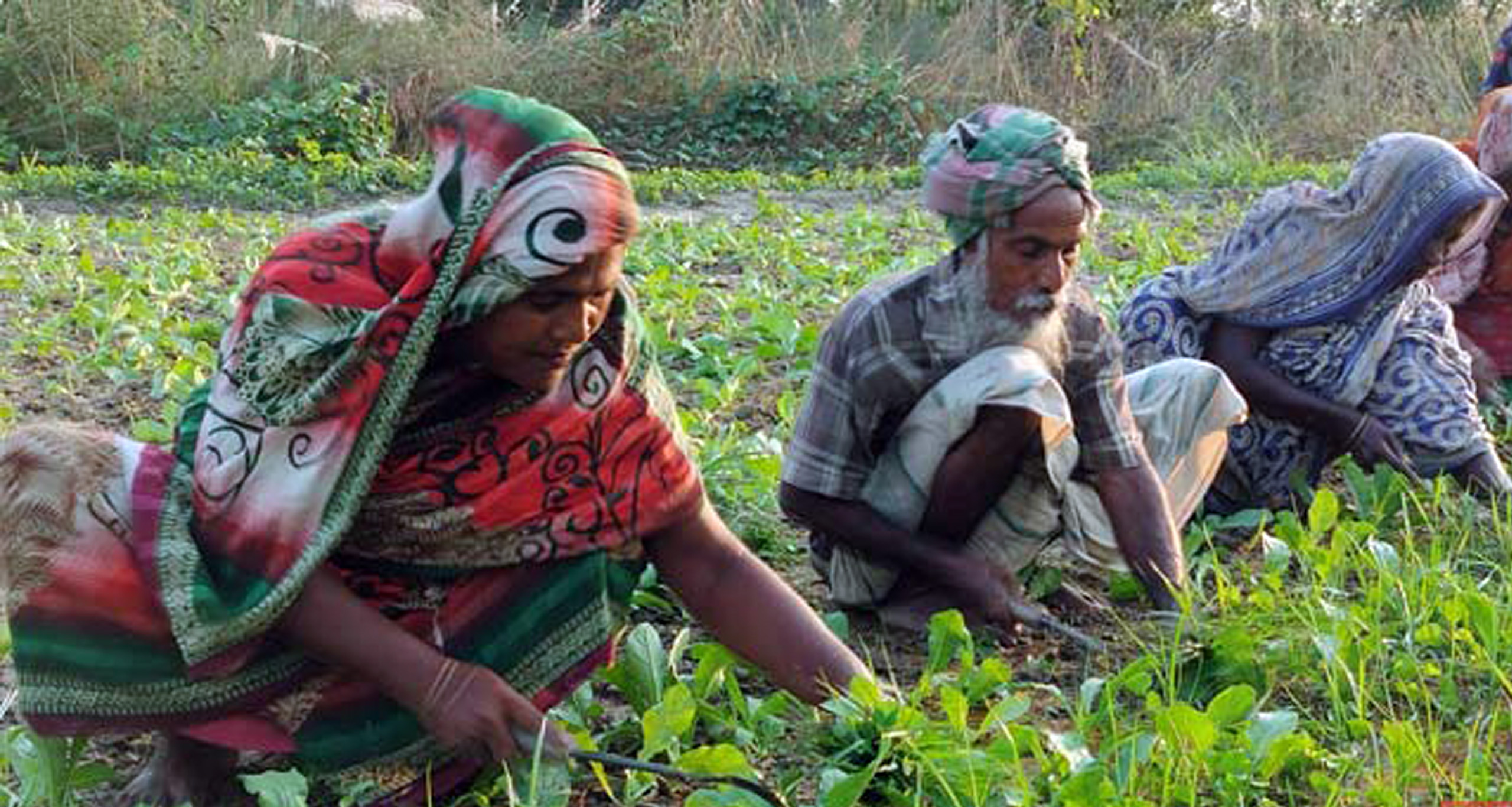 শীতকালীন আগাম সবজি