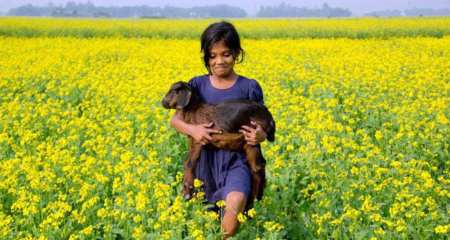 সরিষা চাষে