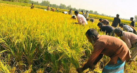 আমনের বাম্পার ফলন