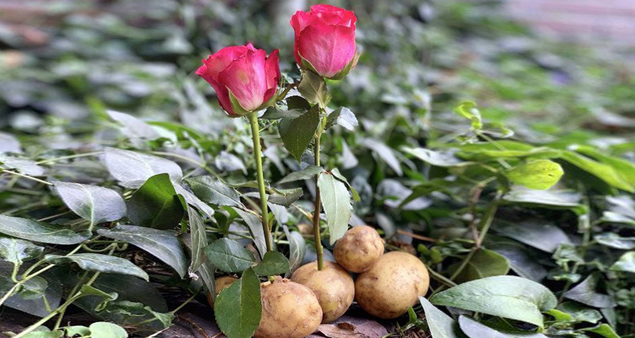 আলুর মধ্যে গোলাপের ডাল