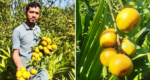 কমলা চাষে স্বাবলম্বী