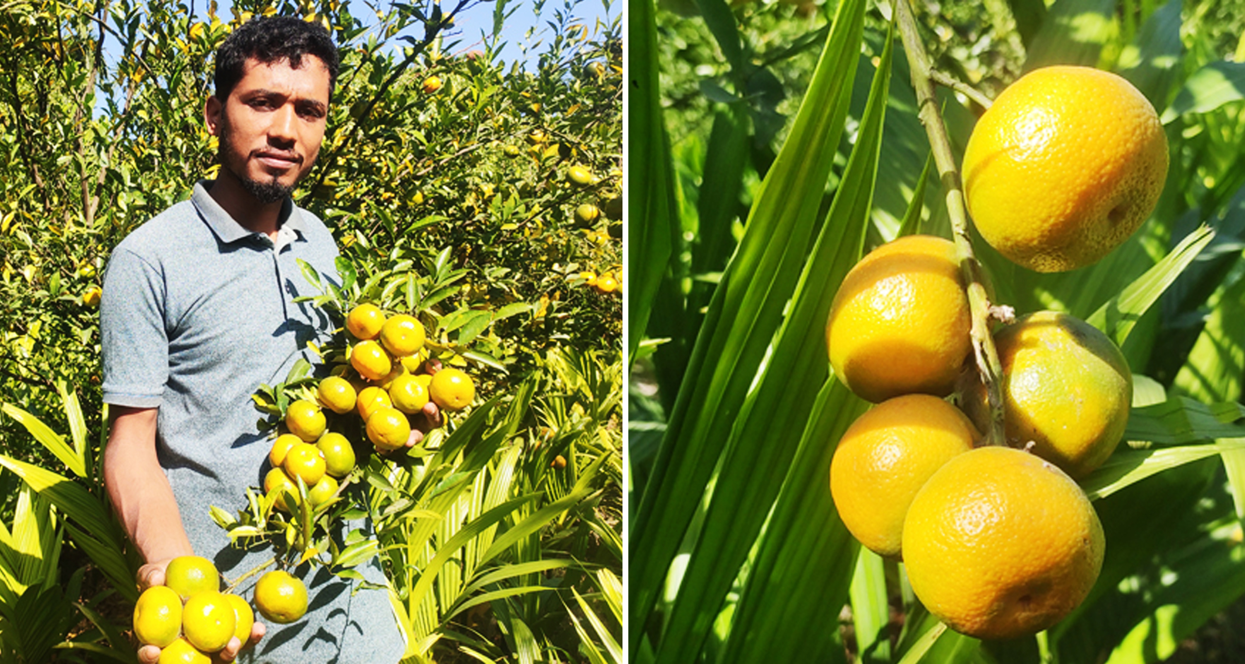 কমলা চাষে স্বাবলম্বী