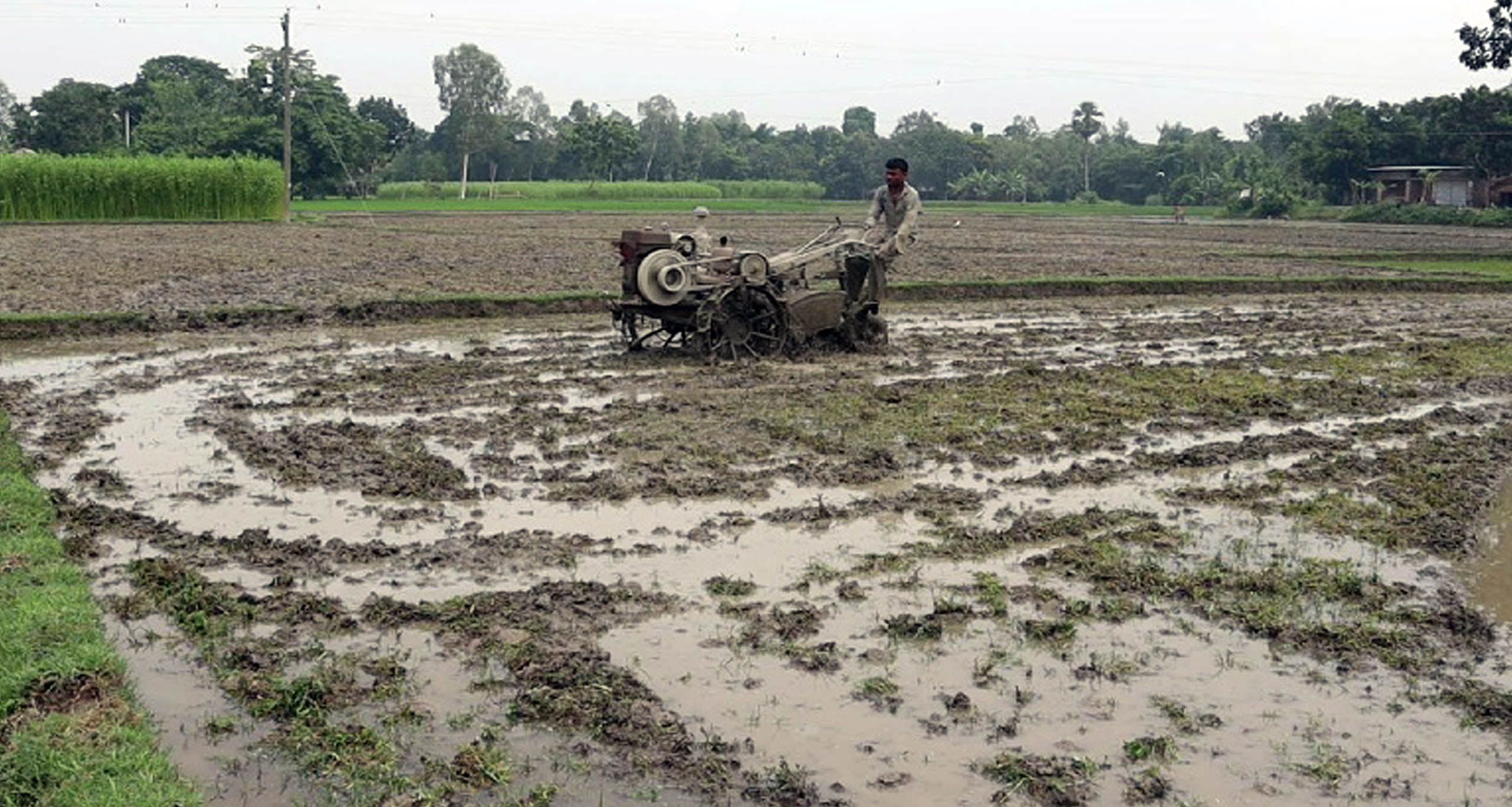 কৃষিতে সাফল্য