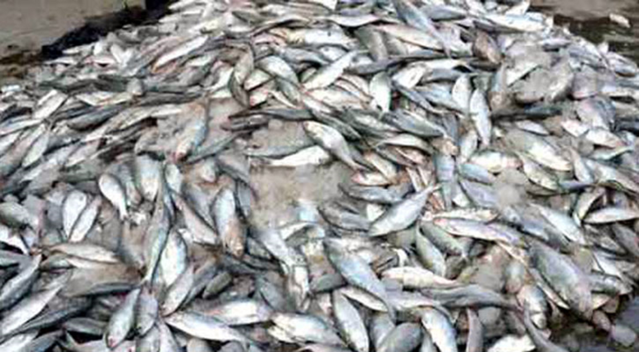 জাটকা জব্দ